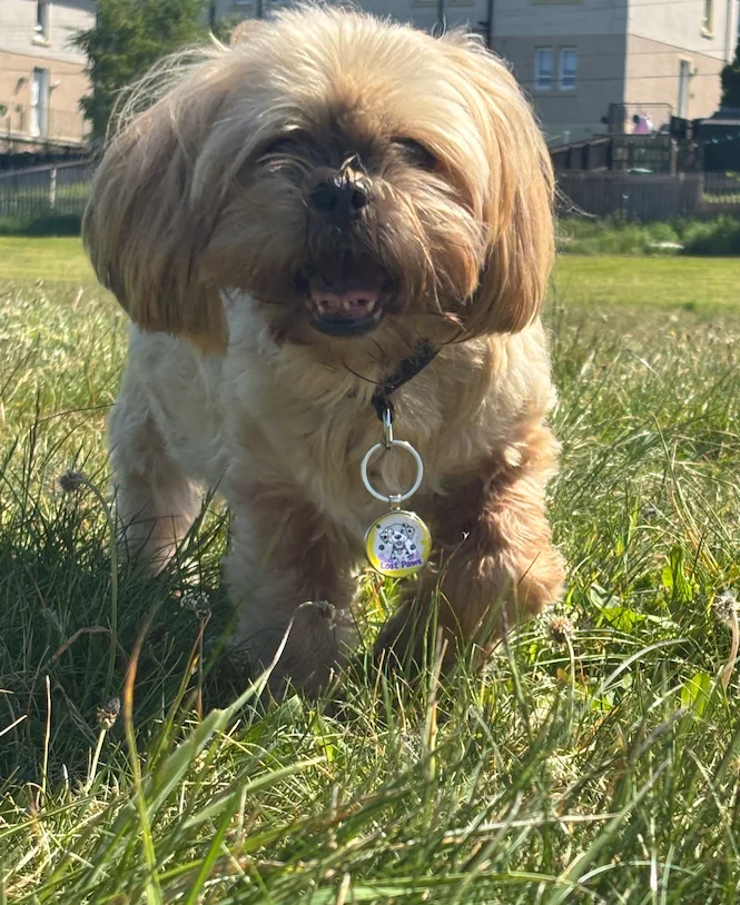 Pet Profile Showcase